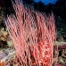 seawhip_pc_v_0705_png2015.jpg